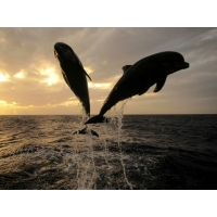 дельфины, скачать картинки на комп и обои для рабочего стола