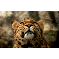 Леопард, фото на комп и обои