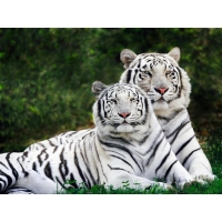 белые тигры, скачать бесплатно картинки и обои