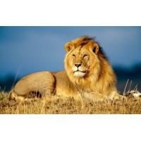 африканский лев, картинки, обои на рабочий стол широкоформатный