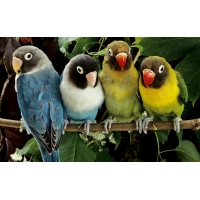 попугайчки - неразлучники , обои и прикольные картинки на рабочий стол