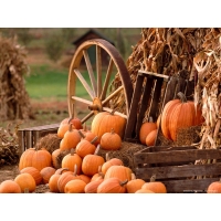 Осенний урожай, картинки и обои, смена рабочего стола