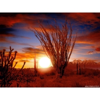 Пустыня Сонора, широкоформатные обои и большие картинки