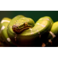 Зеленый змей картинки, обои, картинки и фото скачать бесплатно