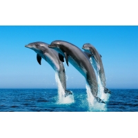  Dolphins ,       