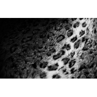 Черно-белый леопард картинки, скачать обои, гламурный рабочий стол