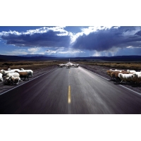 Овцы на дороге картинки, скачать бесплатно картинки и обои