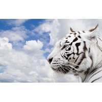 Белый тигр, картинки и обои на рабочий стол компьютера скачать бесплатно