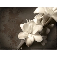 Белый цветок картинки, картинки и качественные обои на рабочий стол