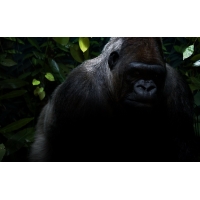 черная горилла из джунглей картинки, картинки и качественные обои на рабочий стол