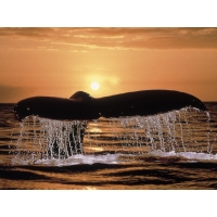 Хвост кита в закате картинки, обои на рабочий стол бесплатно и картинки