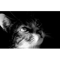 черно-белый котик :) картинки, картинки, заставки рабочего стола скачать бесплатно