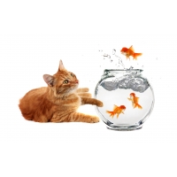 Кот и рыбки - картинки, бесплатные заставки на рабочий стол