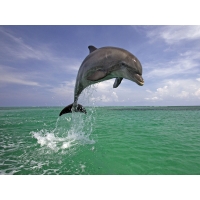 Дельфин прыгает - бесплатные обои на рабочий стол и картинки