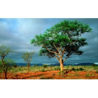 Дерево в африканской саванне - обои для большого рабочего стола и картинки