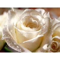 Красивая белая роза - фотообои для рабочего стола и картинки