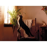 Длинный кот - картинки, фото на прикольный рабочий стол