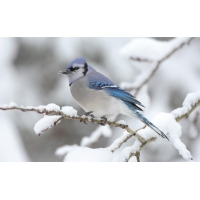 Птица с синими крыльями - картинки, обои на новые рабочие столы