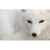 Волк Арктики - скачать бесплатно картинки на комп и обои
