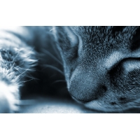 Спящий кот - картинки и широкоформатные обои для рабочего стола