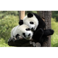 Любвиобильная панда - картинки и обои на рабочий стол 1024 768