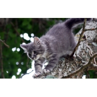 Кот на дереве - лучшие обои для рабочего стола и картинки