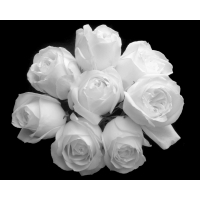 Букет белых роз - широкоформатные обои и большие картинки