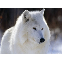 Белый волк фото скачать фоновый рисунок рабочего стола
