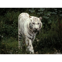Фотография белого тигра скачать рисунки для рабочего стола