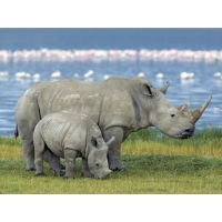 Носороги обои и красивые картинки на рабочий стол