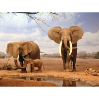 Слоны фотообои для рабочего стола и картинки
