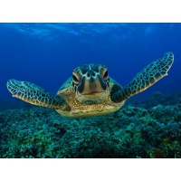 Морская черепаха картинки на рабочий стол и обои скачать бесплатно