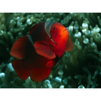Красная рыба-клоун картинки и фотки на рабочий стол
