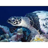 Морская черепаха картинки и обои, поменять рабочий стол