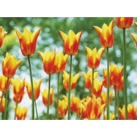 Желто-красные тюльпаны скачать картинки на рабочий стол и обои