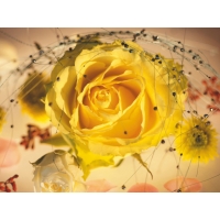 Желтая роза бесплатные картинки на рабочий стол и обои