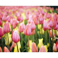 Цветы - Нежно-розовые тюльпаны картинки и фотки на рабочий стол