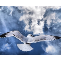 Альбатрос, птицы красивые обои и фото установить на рабочий стол