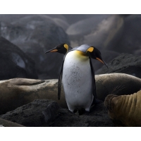 Королевские пингвины, птицы картинки и рисунки для рабочего стола скачать бесплатно