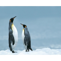 Пингвины, птицы картинки и обои, поменять рабочий стол