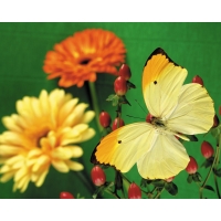 Жёлтая бабочка картинки, фото на прикольный рабочий стол