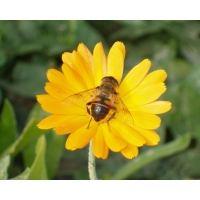 Пчела на цветке новейшие обои на рабочий стол и картинки