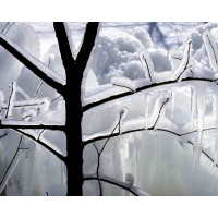 Ледяное дерево - картинки и обои на рабочий стол компьютера скачать