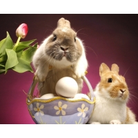 Пасхальные кролики скачать бесплатные обои и картинки