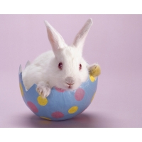 Пасхальный кролик обои для рабочего стола скачать бесплатно, картинки