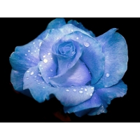 Нежно-голубая роза картинки и качественные обои на рабочий стол