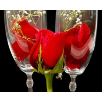 Роза.  Цветы картинки и широкоформатные обои для рабочего стола бесплатно