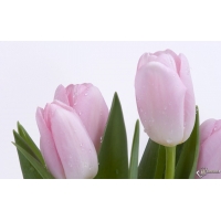 Розовые тюльпаны картинки и обои бесплатно