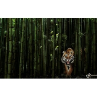 Тигр в бамбуке картинки бесплатно на рабочий стол и обои