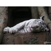 Белый тигр спит скачать бесплатно картинки и обои